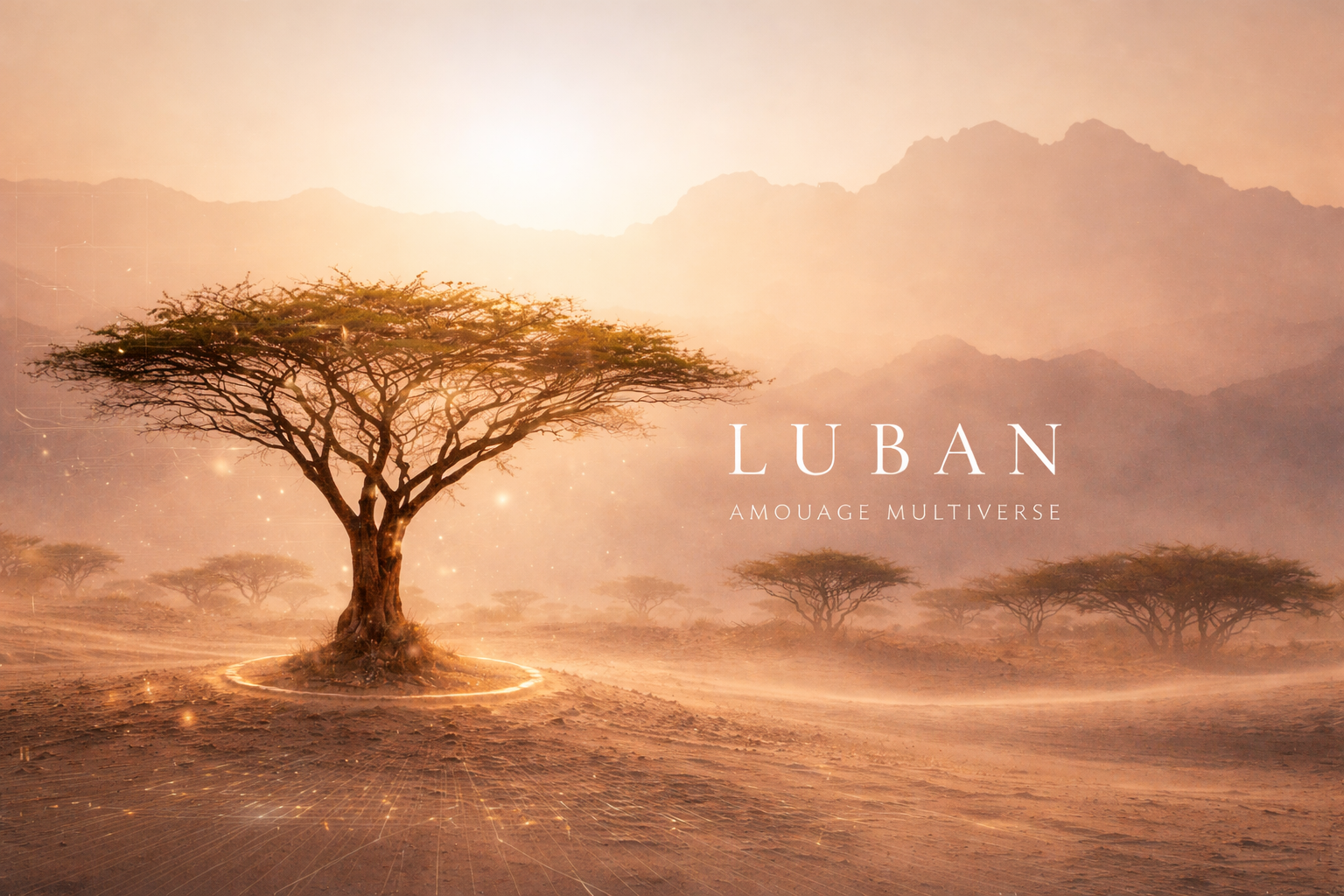 Frankincense tree in Omani desert landscape at golden hour
